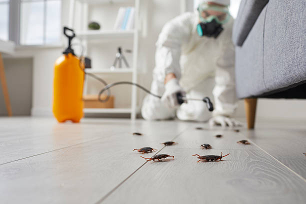 Commercial Kitchen Cockroach Control in New Ulm